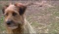 dr dolittle 3-avi_443.jpg
